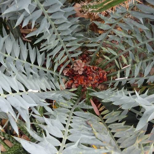 green-gray leaves with red-brown fruits on green-gray stems