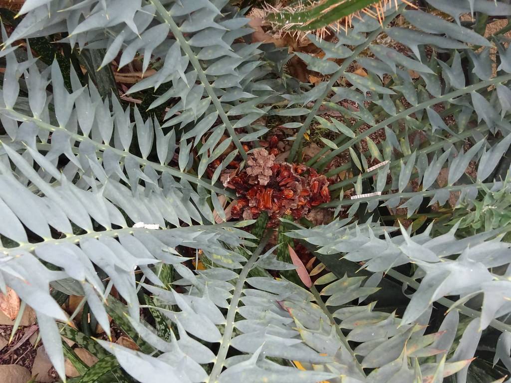 green-gray leaves with red-brown fruits on green-gray stems