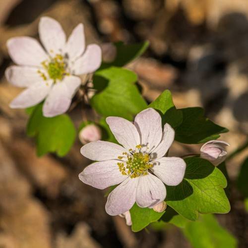 pink-white flowers with green center, yellow stamens, and green leaves and stems