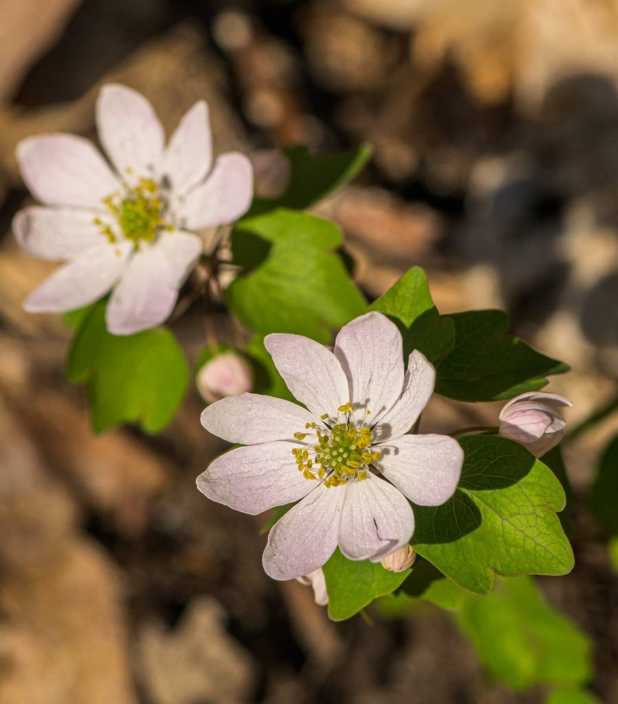 pink-white flowers with green center, yellow stamens, and green leaves and stems