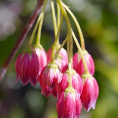 pink-white flowers with yellow sepals, petioles, and burgundy branches