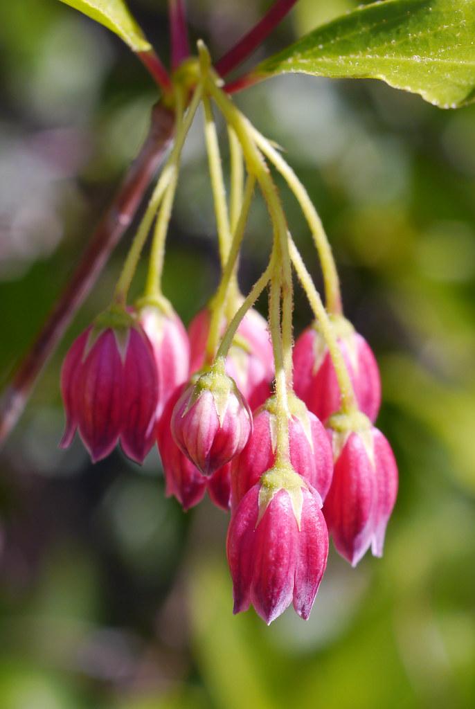 pink-white flowers with yellow sepals, petioles, and burgundy branches