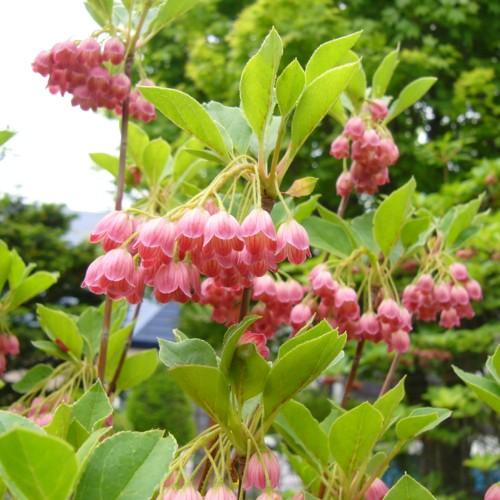 pink-white flowers with yellow stems, lime leaves and brown branches
