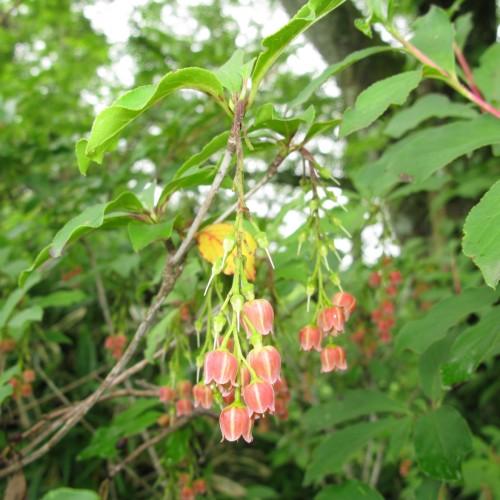 red-white flowers with lime petioles, gray-brown branches and green leaves