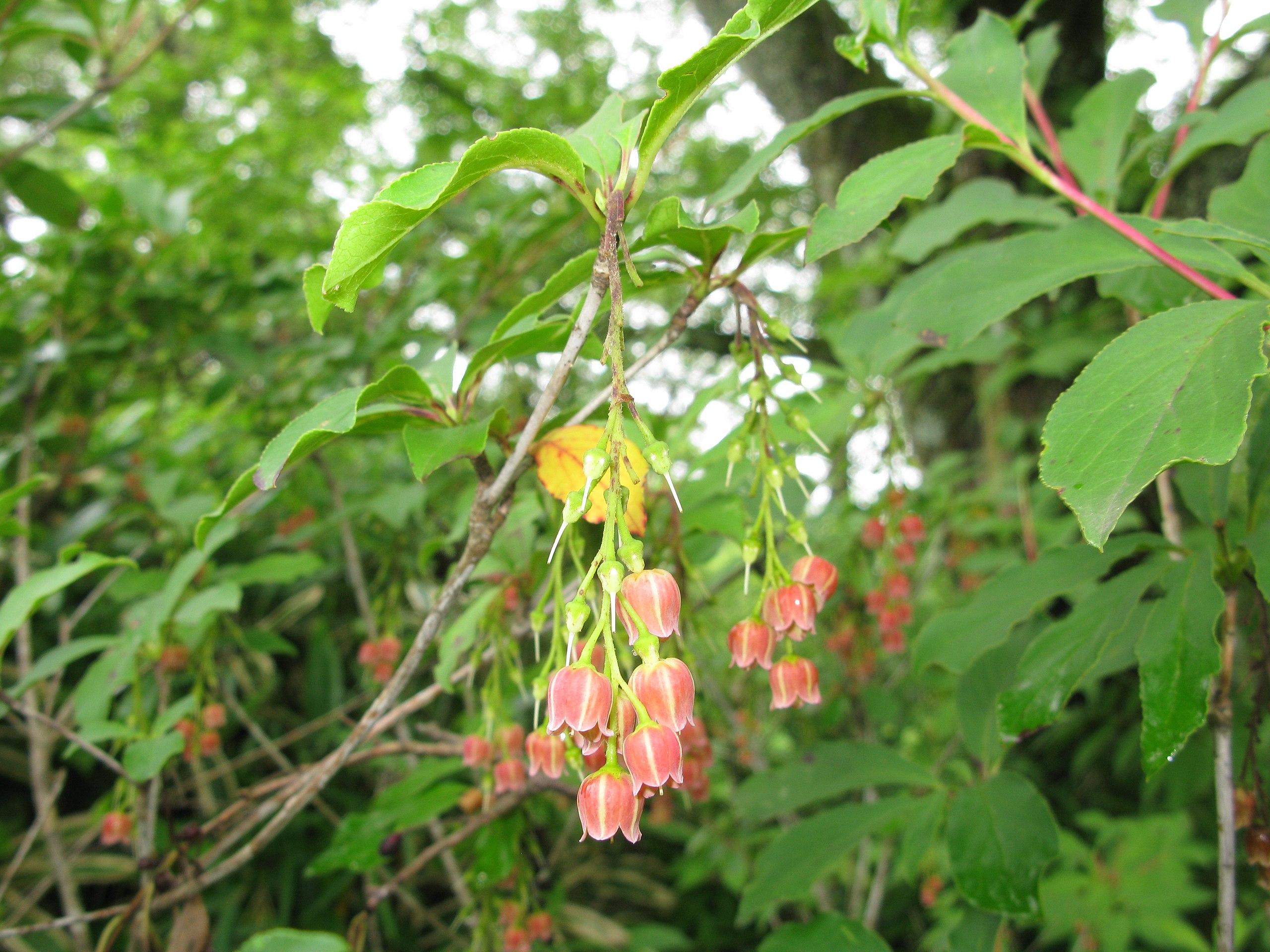 red-white flowers with lime petioles, gray-brown branches and green leaves