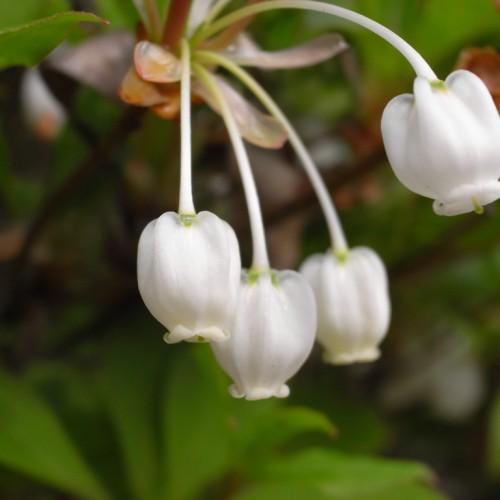 white flowers with white-green petioles, brown branches and lime-brown leaves