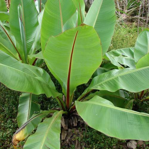 green leaves with green-yellow veins and red-yellow midribs