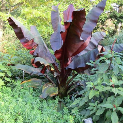 purple-green leaves with red-green branches and a green trunk
