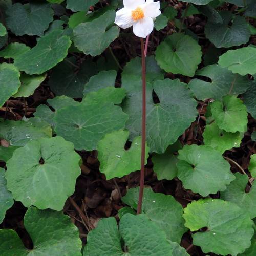 a white flower with an orange center,a  red-brown stem and green leaves