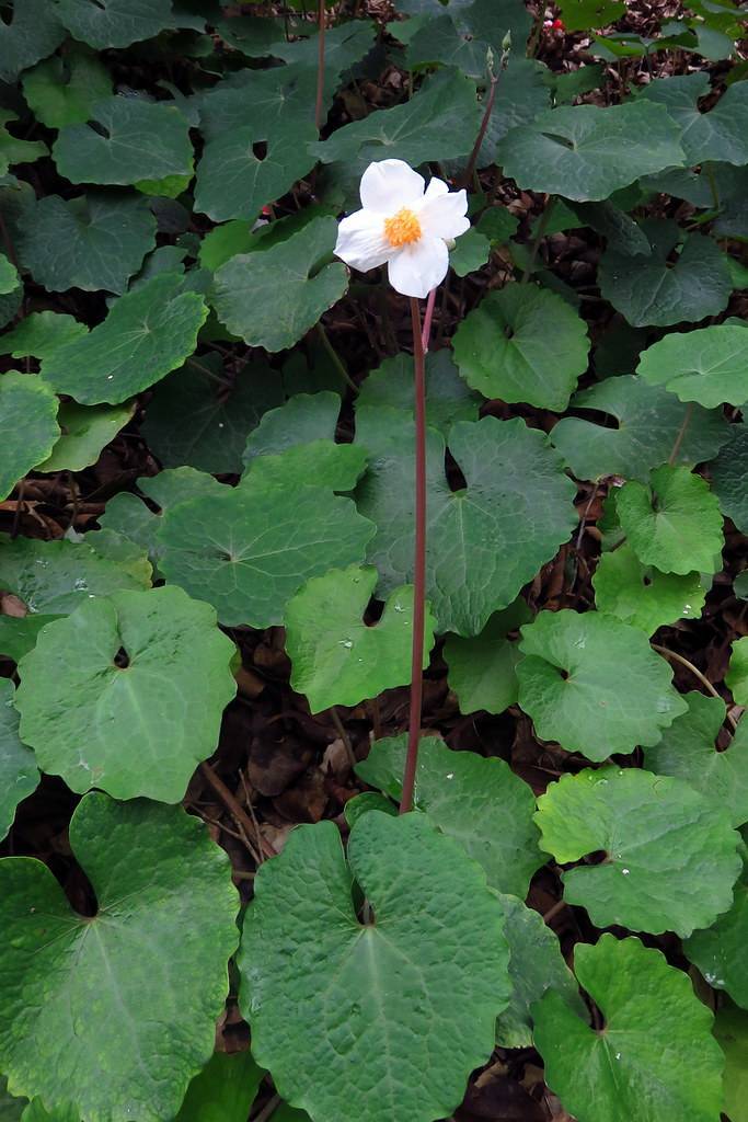 a white flower with an orange center,a  red-brown stem and green leaves