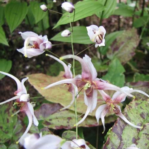 white-pink flowers with white buds, green stems and green leaves