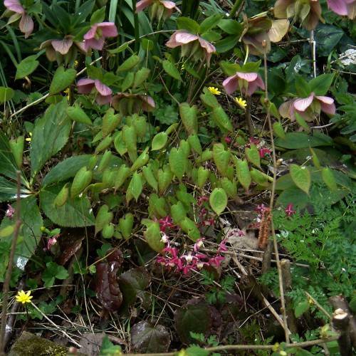 pink-purple flowers with yellow-green stamens, and dark-green leaves on light-brown stems