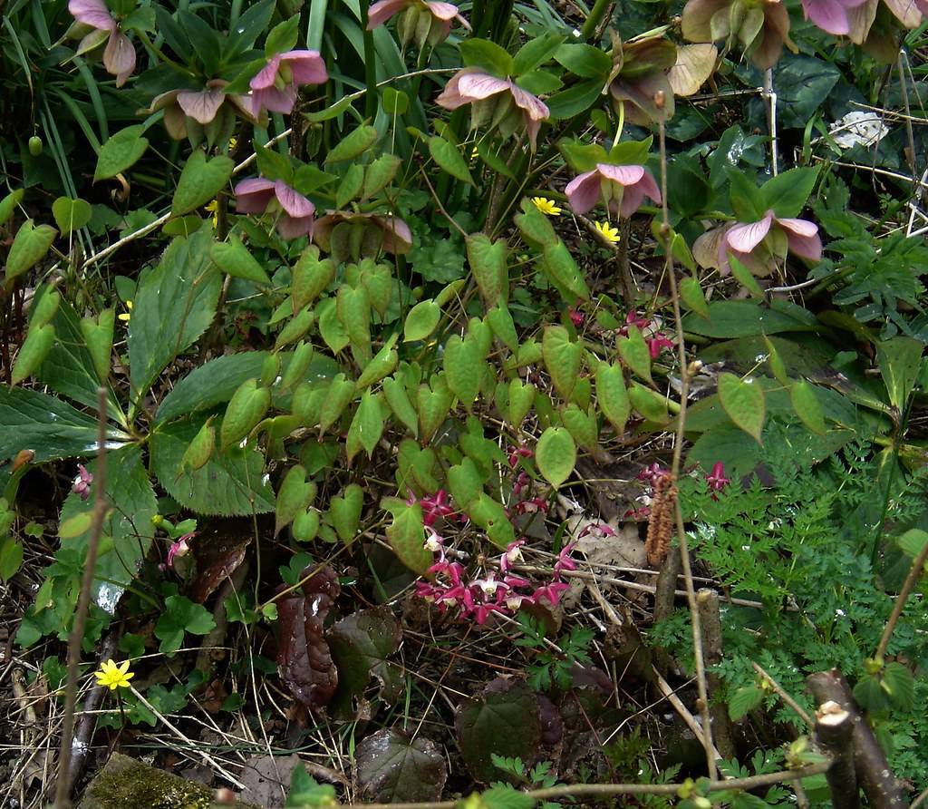 pink-purple flowers with yellow-green stamens, and dark-green leaves on light-brown stems
