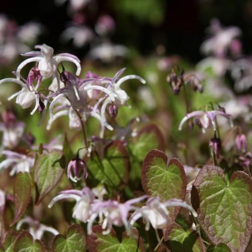 white-purple flowers with lime-burgundy leaves and brown stems