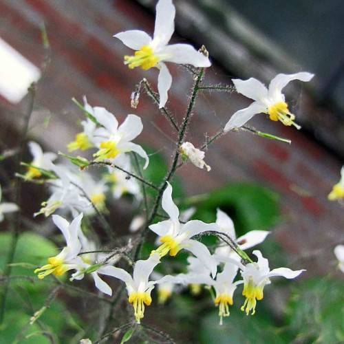 white flowers with yellow stamens on black petioles and stems