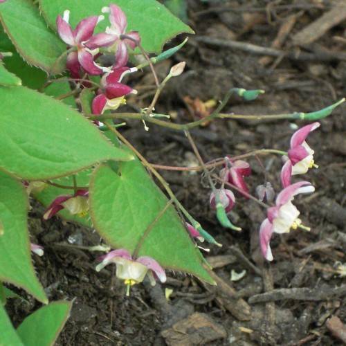 pink-white flowers with yellow stamens, yellow-green stigmas and red-green leaves on green-brown petioles and stems