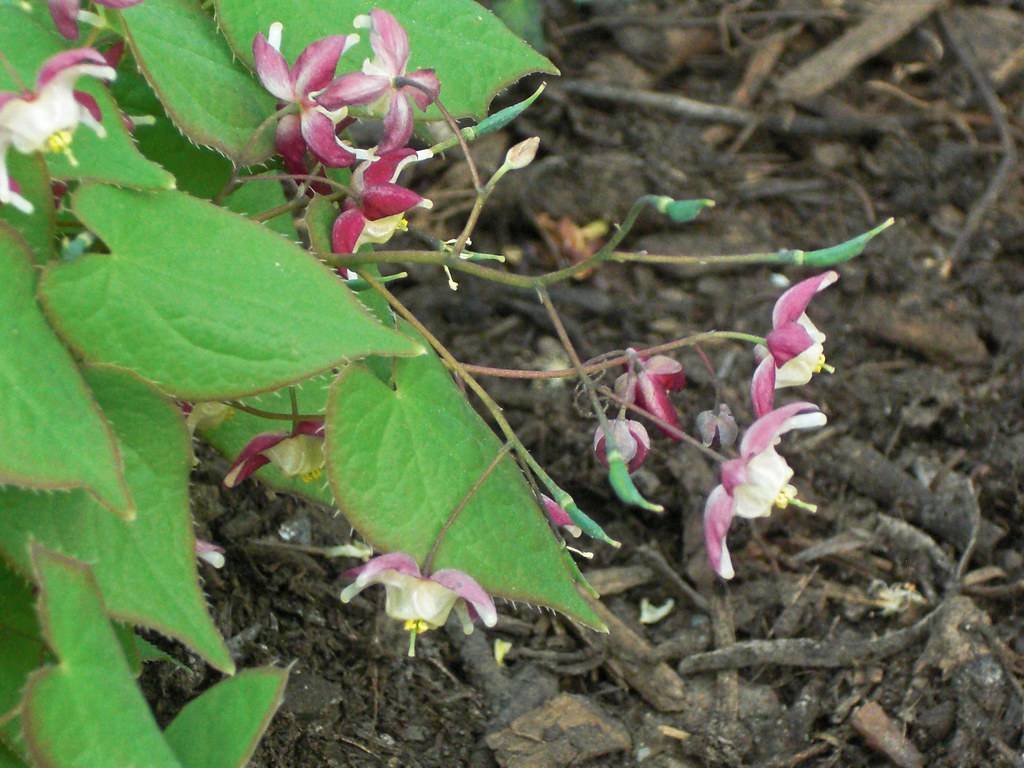 pink-white flowers with yellow stamens, yellow-green stigmas and red-green leaves on green-brown petioles and stems