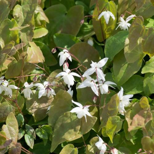 olive-pink foliage with white flowers, white-burgundy buds and brown stems