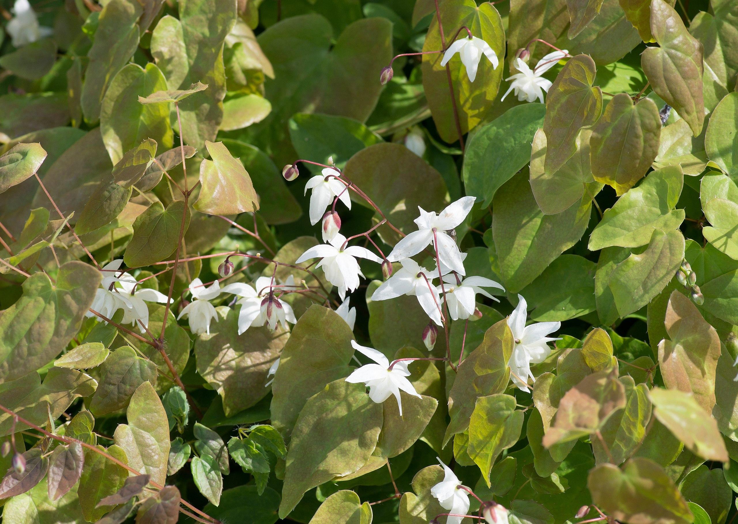 olive-pink foliage with white flowers, white-burgundy buds and brown stems