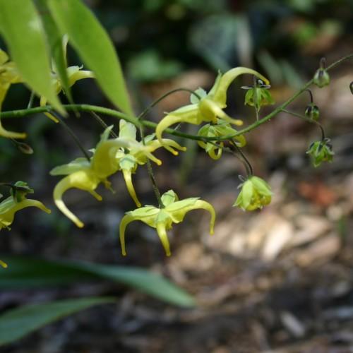 yellow-lime flowers with lime-green buds, green stems and lime leaves