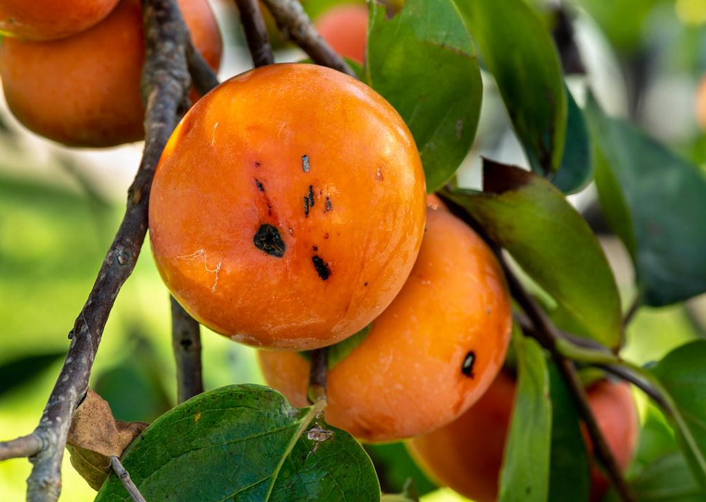 A close-up of a brown stem, dark-green leaves, and orange-yellow fruits. 