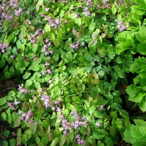 purple-white flowers, green leaves with green veins and light-brown stems