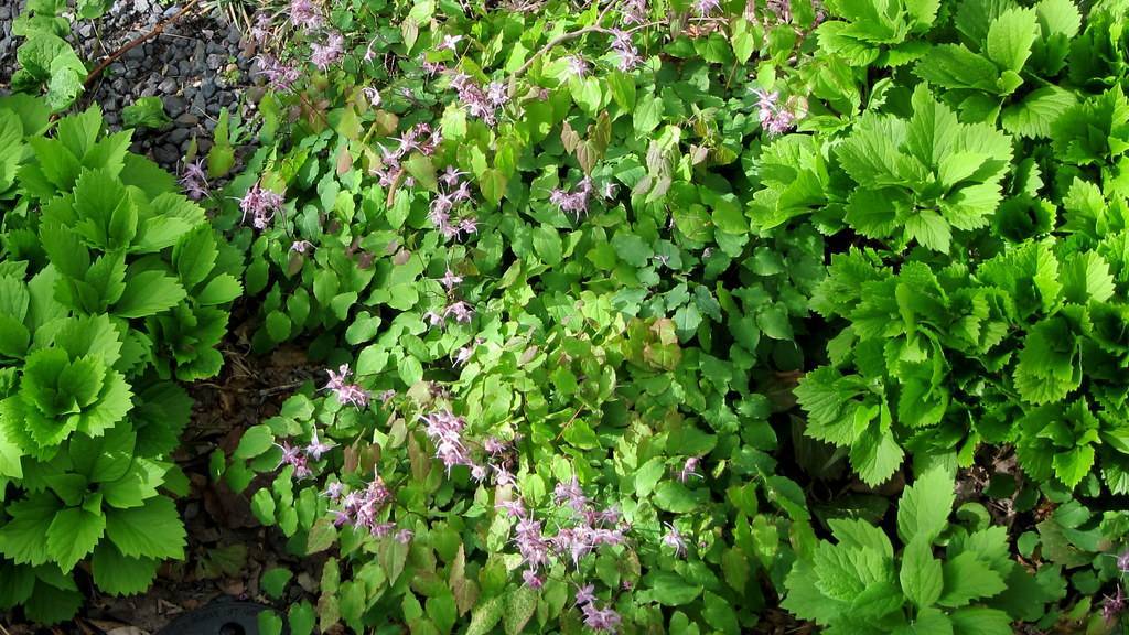 purple-white flowers, green leaves with green veins and light-brown stems