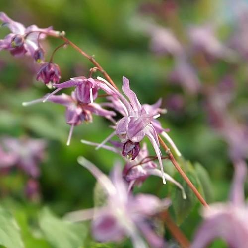 purple-white flowers with orange stems and lime foliage