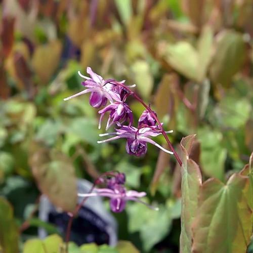 purple-white flowers with dark-pink stems and olive-pink foliage