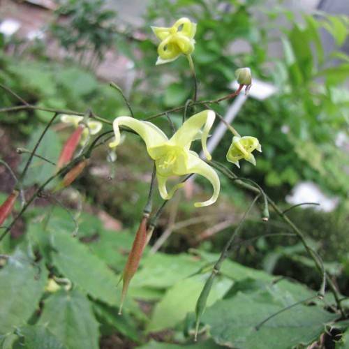 light-yellow flowers with yellow stamens, red-green buds, dark-green stems, and green leaves