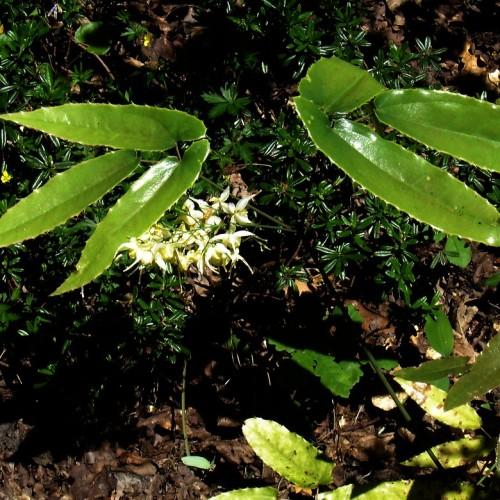 white-yellow flowers with lime-olive leaves and dark-green stems