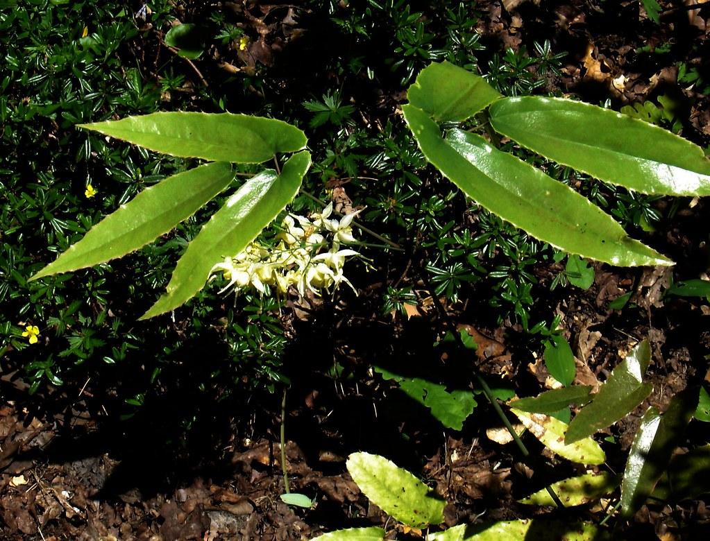 white-yellow flowers with lime-olive leaves and dark-green stems