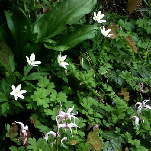 white flowers with yellow center, green stems and green leaves