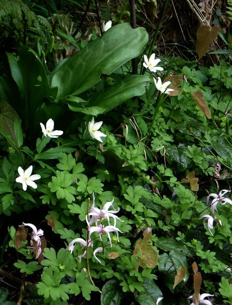 white flowers with yellow center, green stems and green leaves