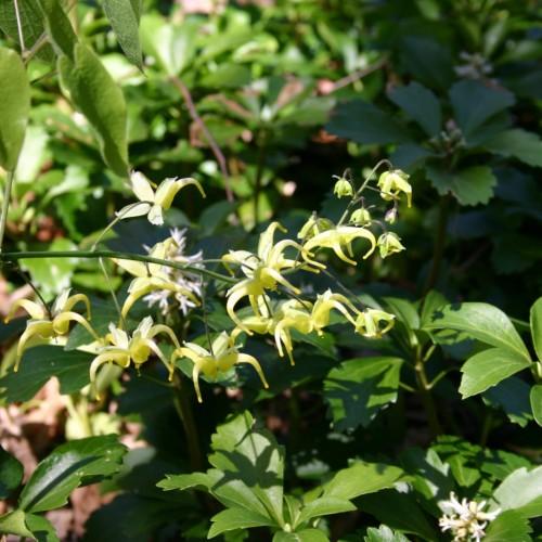 white-yellow flowers with lime-olive leaves and green stems