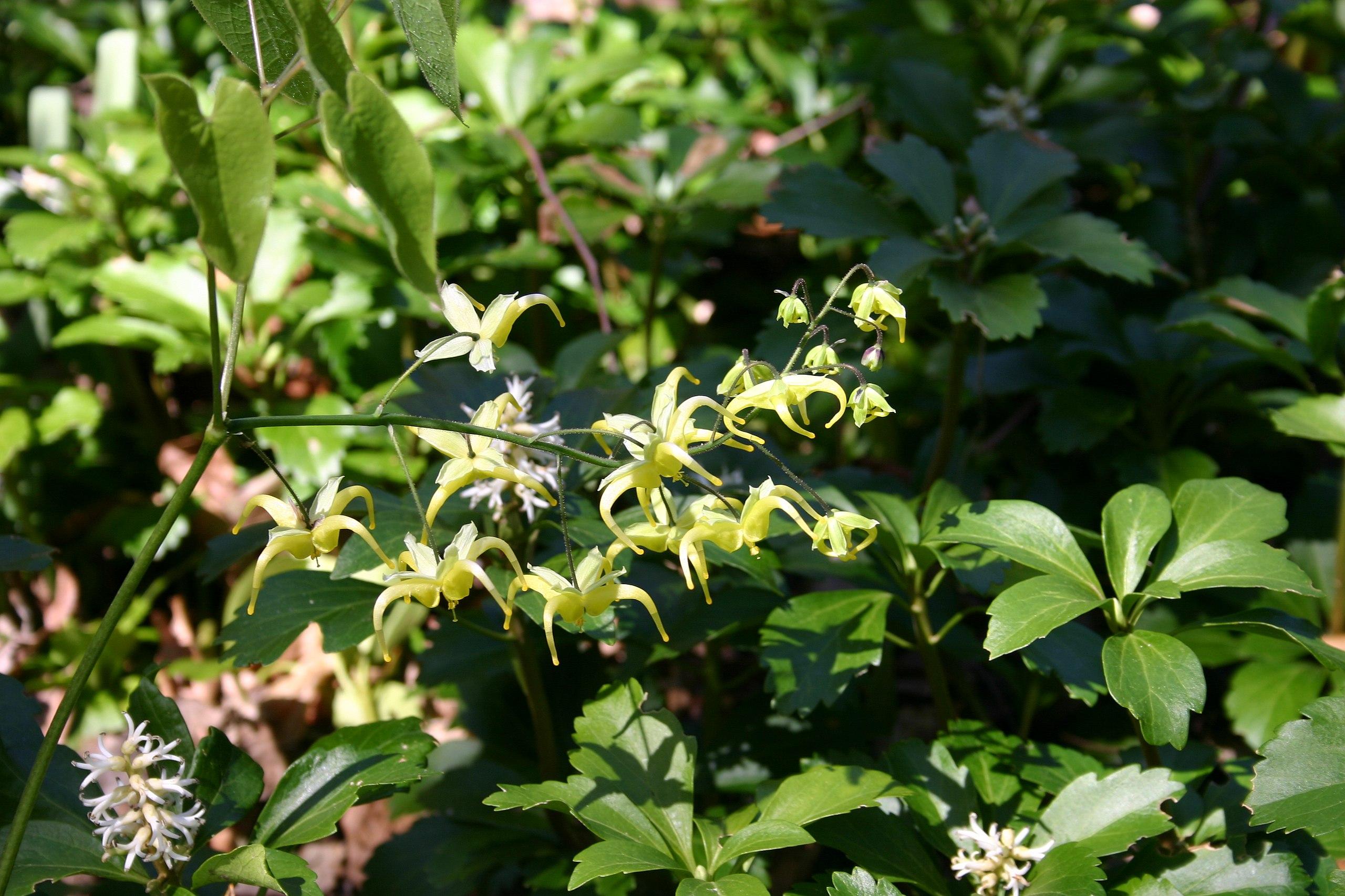 white-yellow flowers with lime-olive leaves and green stems