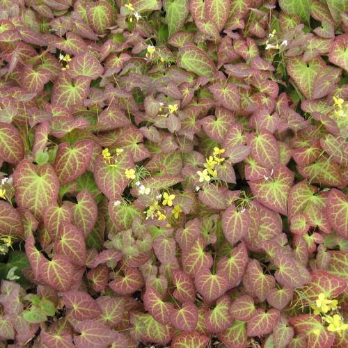 white-yellow flowers and burgundy leaves with yellow-green veins and midribs