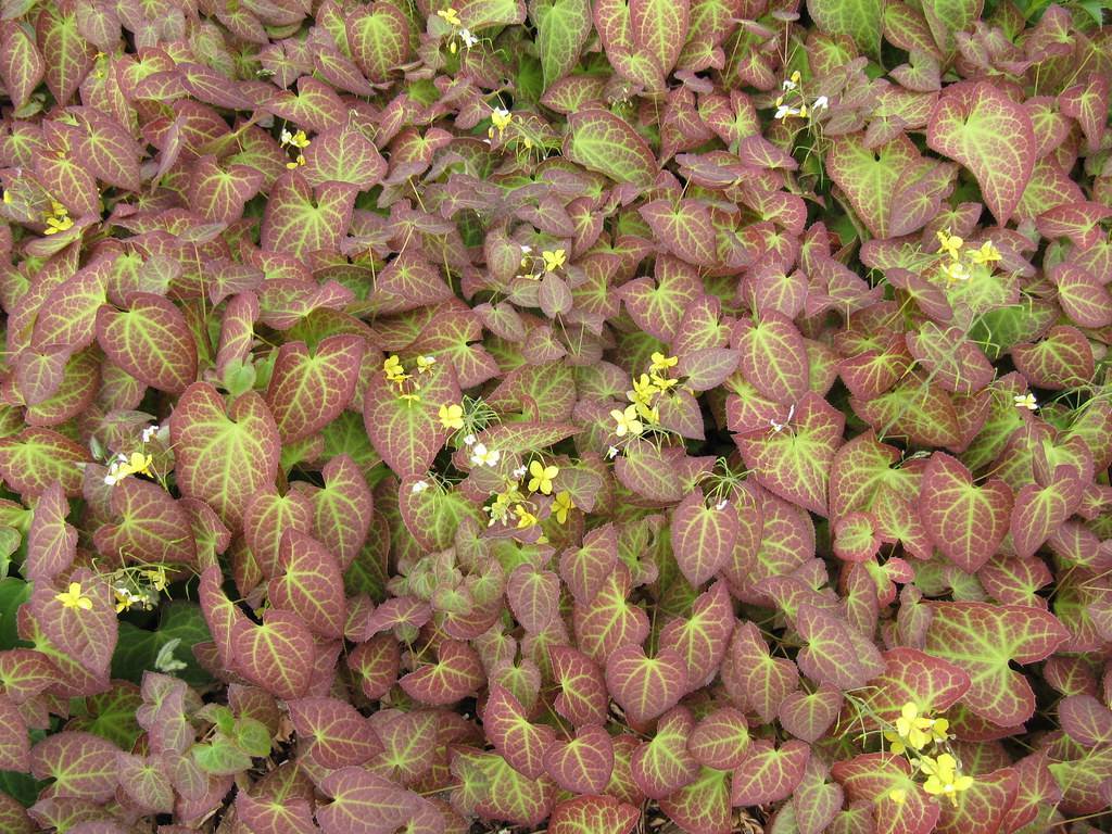 white-yellow flowers and burgundy leaves with yellow-green veins and midribs