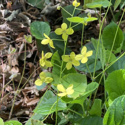 yellow flowers with yellow center, yellow-green petioles and stems, and lush-green leaves