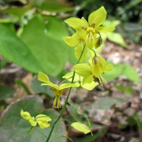 yellow flowers with yellow stamens and brown center on yellow-green petioles and stems