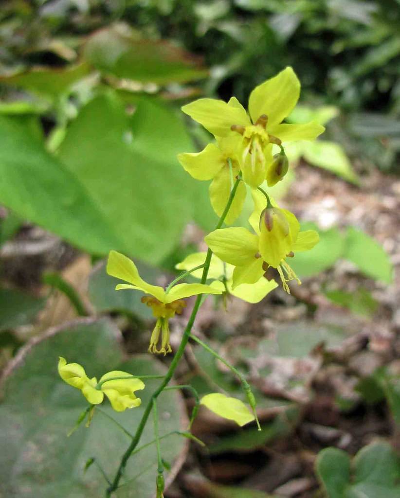 yellow flowers with yellow stamens and brown center on yellow-green petioles and stems
