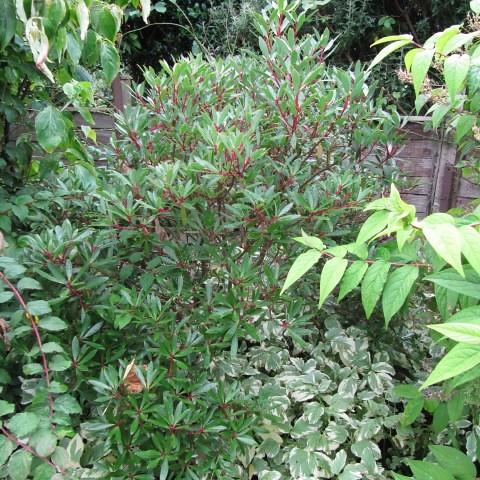 green leaves and red flowers on burgundy branches.