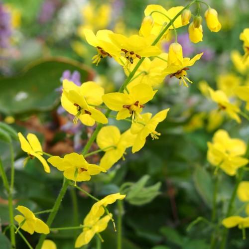 yellow flowers with burgundy-yellow center, yellow stamens, green leaves and stems