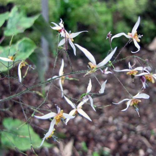white flowers with orange center, black stigmas and black-green stems
