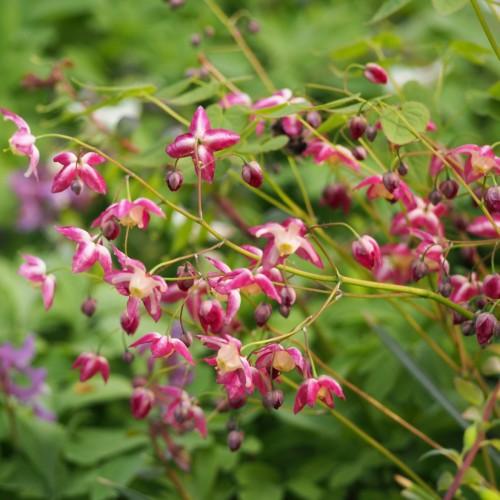 pink-white flowers and buds with yellow-brown stems and lime leaves