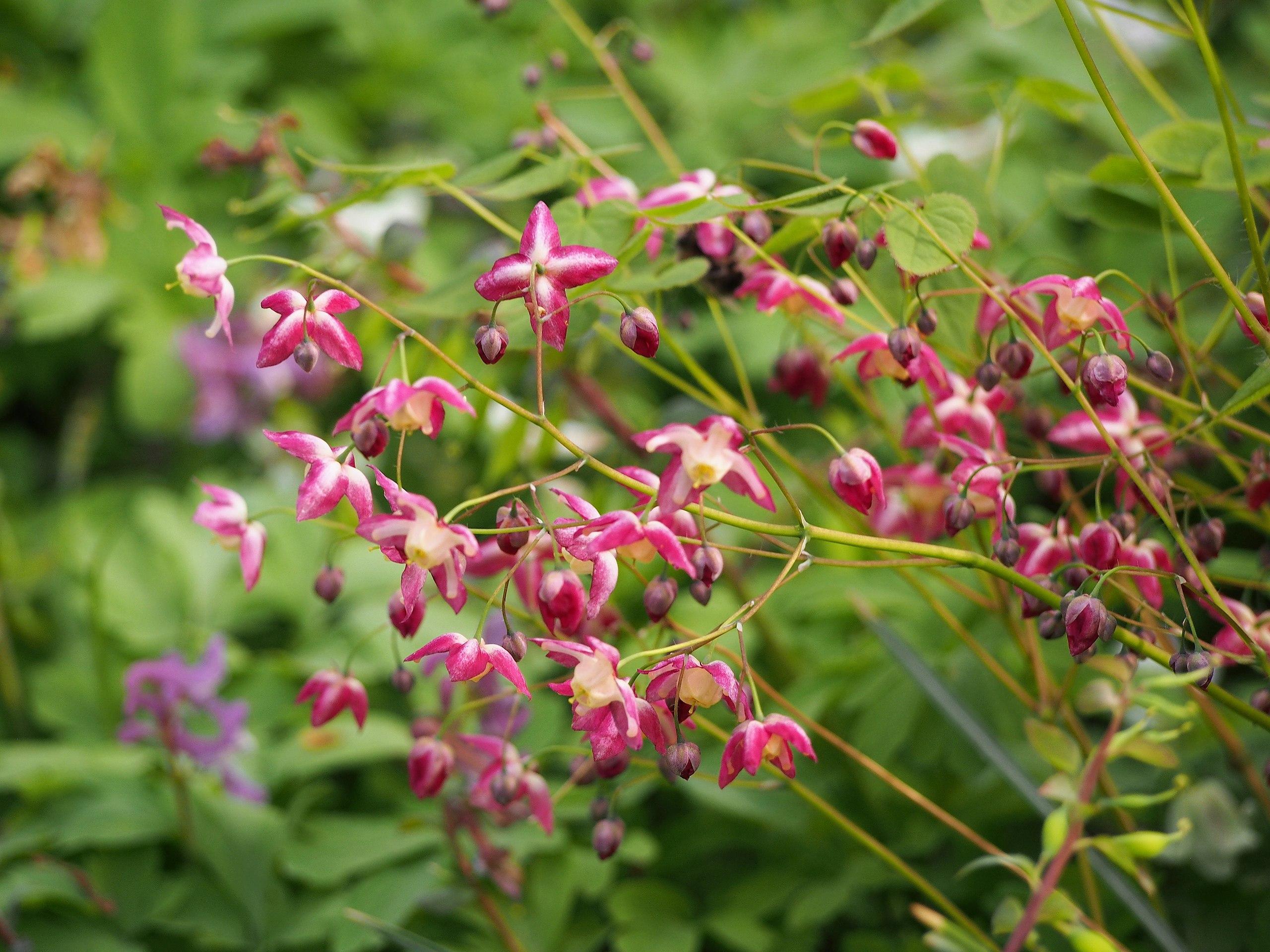 pink-white flowers and buds with yellow-brown stems and lime leaves