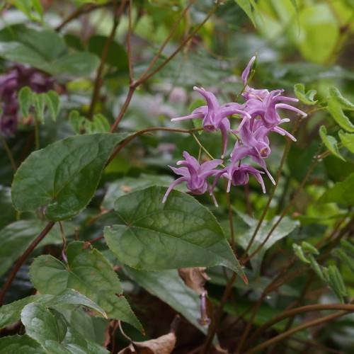 purple flowers with green petioles, brown stems and dark green leaves with dark-green veins