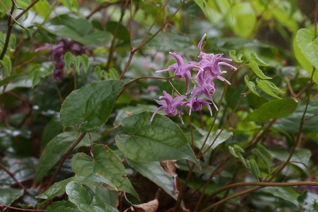 purple flowers with green petioles, brown stems and dark green leaves with dark-green veins
