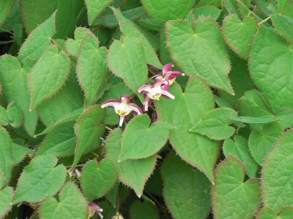 pink-white flowers with yellow center and pink-green leaves on light-green stems 