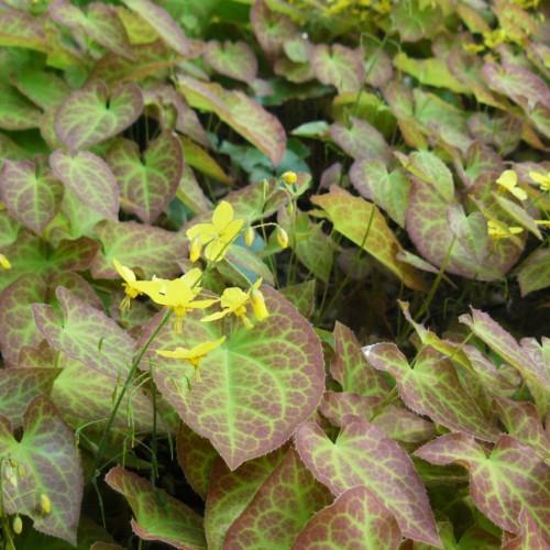 Yellow flowers with buds, maroon leaves with green veins and stem.